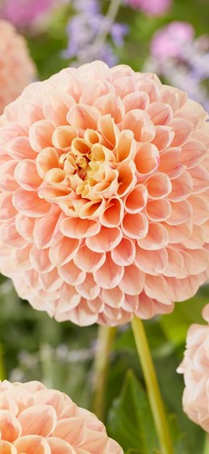 Dahlia sweet suzanne - x1, suzanne'