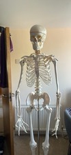 Life Sized Scientific
