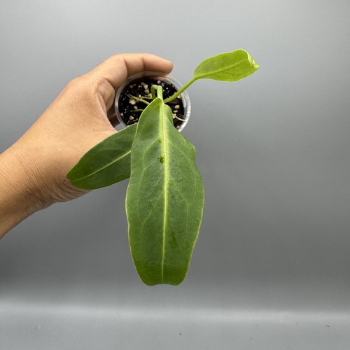 Anthurium warocqueanum queen - anthurium,