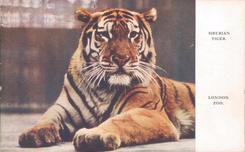 Postcard siberian tiger - siberian, london