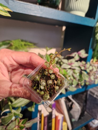 String turtles x plant - turtles,