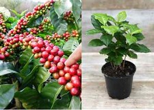 COFFEE ARABICA 'IHCAFE' - 5 x