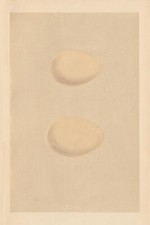 BRITISH BIRD EGGS. Long-tailed Duck. Harlequin Duck. MORRIS 1866 old print