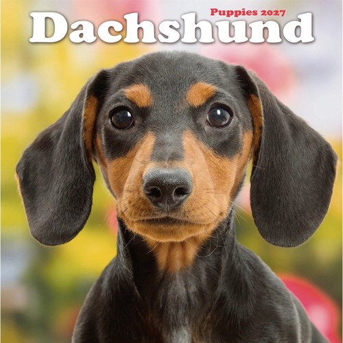 Dachshund puppies mini - puppies,