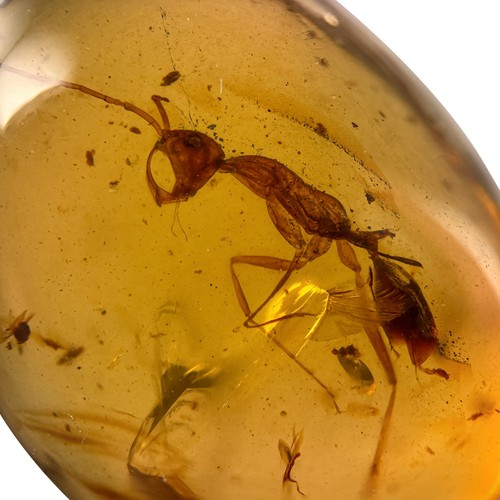 Hell ant haidomyrmex - hell,