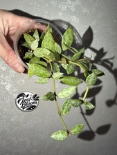 Hoya Lacunosa Snow Leopard