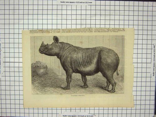 Original old antique - antique, print