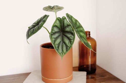 Alocasia dragon scale lovely - alocasia,