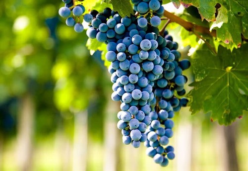 Merlot grape vine cuttings - merlot,