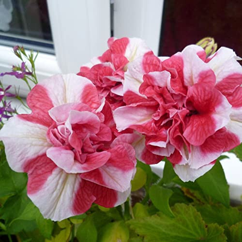 Petunia frills spills - 'frills,
