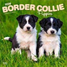 Border Collie Puppies 2026