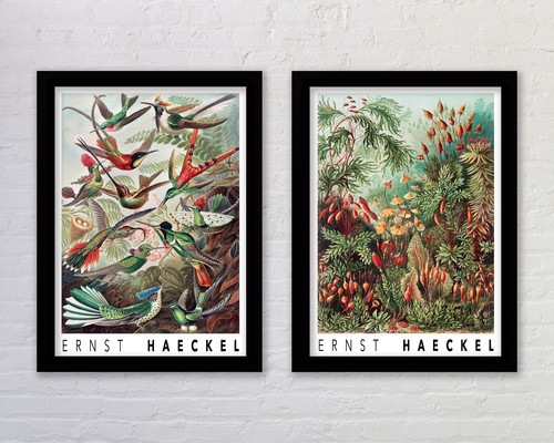 Set ernst haeckel botany - of,