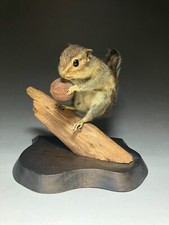 stuffed  animals,Real