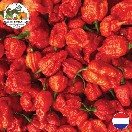 Fresh carolina reaper - 🌶️,