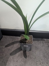 Clivia Minlata Orange Flowers