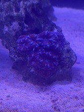 Acan lordhowensis  Colony Lps