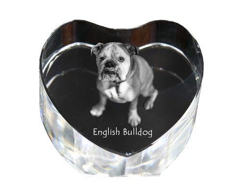 Bulldog english dog - bulldog,