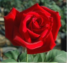 Rose Seeds Multi Colored Rare Rose Flower Seeds Home Garden Plant, UK