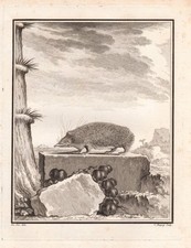 Tenrec Hedgehog Engraving Copperplate Buffon 1780