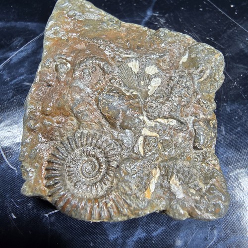 Pyrite multi ammonite fossils - pyrite,
