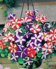 50 x PETUNIA TRAILING MIXED Seeds