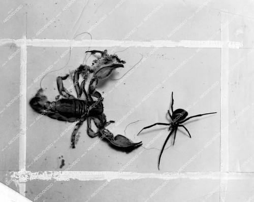 1934 animals black widow - (,