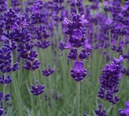 Lavender lavandula - lavender,