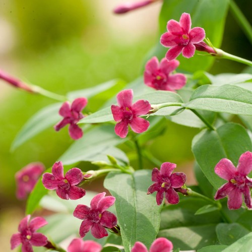 Jasminum beesianum red jasmine - red,