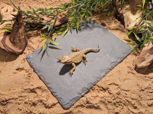 Medium slate basking tile - slate,