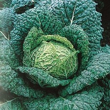 ORGANIC CABBAGE SAVOY VERTUS -