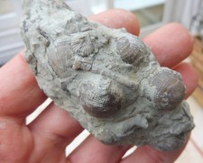Fossil Brachiopods, Coral