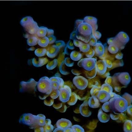 Aquacultured marshall island - aquacultured,
