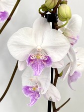 Phalaenopsis Mia, White &