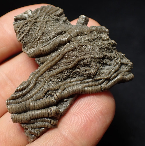 Detailed crinoid head - detailed,