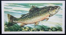 BROOK TROUT   Vintage 1960 Illustrated Fish Card    GE06MS