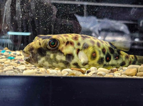 Tetraodon pustulatus true - pustulatus,