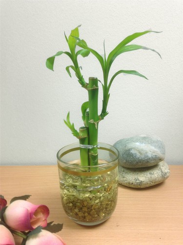 Lucky bamboo ribbon - bamboo,