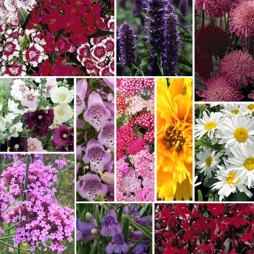 Cottage garden flower - cottage,