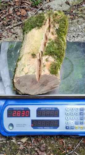 Boxwood log for woodturning - for,