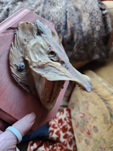 Taxidermy pike head gape - head, 6,