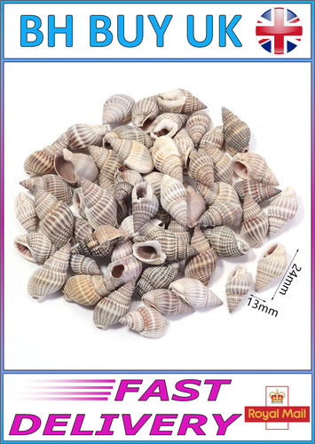 40g aquarium snail shells - snail,
