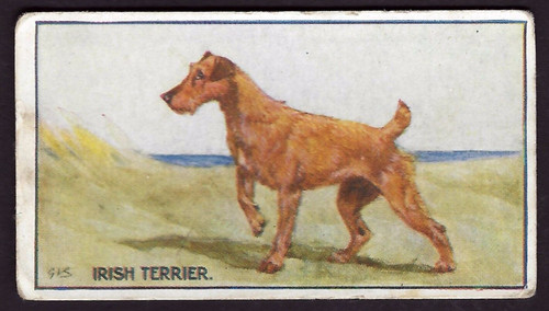 Hill breeds dogs - breeds,