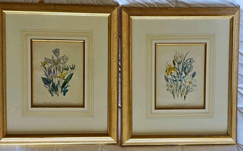 Jane loudon framed - jane,