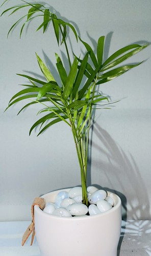 Parlour palm chamaedorea - |,
