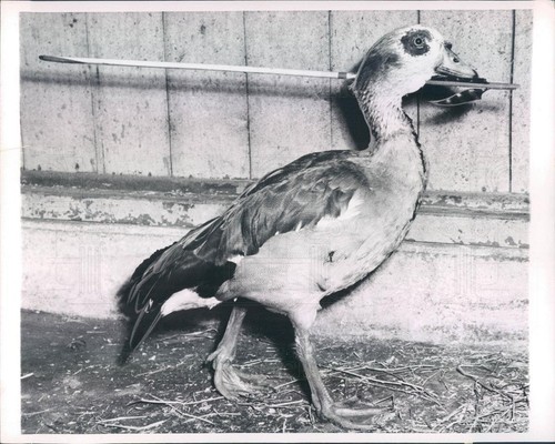 1955 press photo - press, il