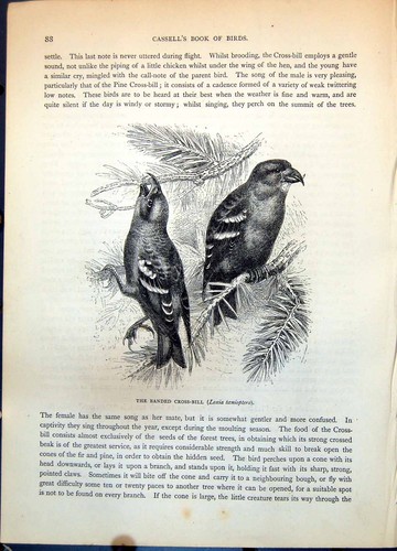 Old banded cross bill - old, loxia