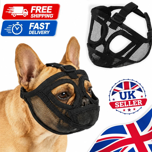 Short snout dog muzzle - snout,