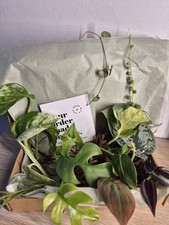 Mystery House Plant Cutting