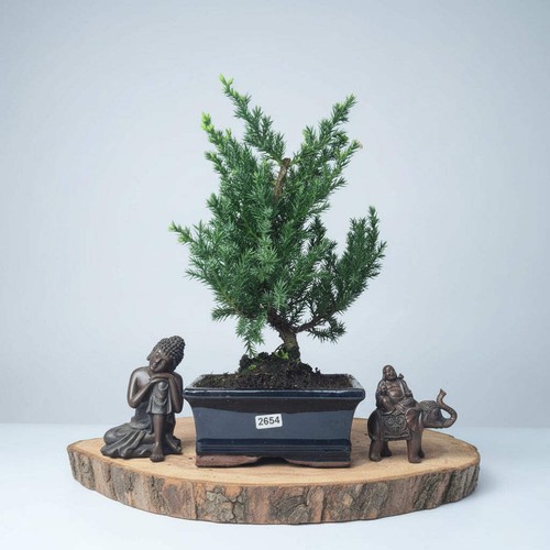 Dwarf juniper juniperus - dwarf,