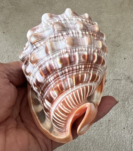 Real conch shell - real, large